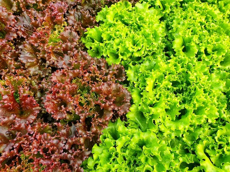 Horta Caseira: 5 Plantas para iniciantes cultivar e economizar dinheiro 2 Plantas para iniciantes: Alface crescendo em horta caseira