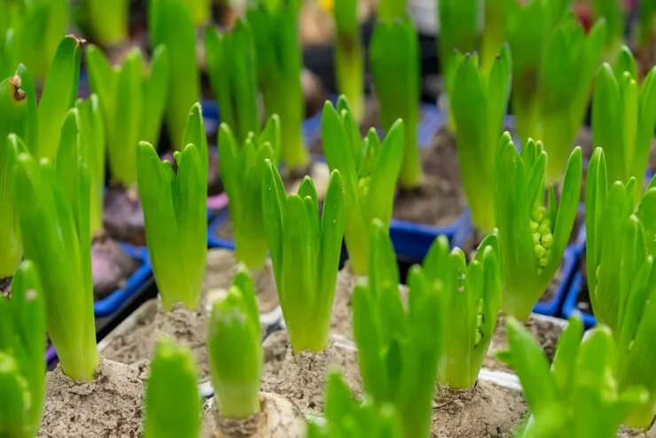 Horta Caseira: 5 Plantas para iniciantes cultivar e economizar dinheiro 17 Plantas para iniciantes: Cebolinha fresca em horta caseira