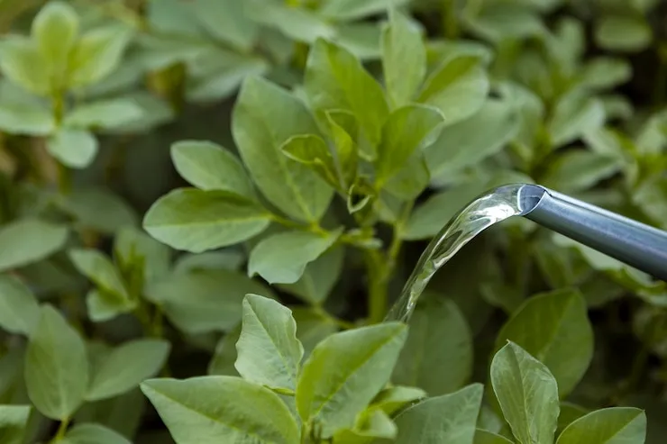 Horta Caseira: 5 Plantas para iniciantes cultivar e economizar dinheiro 16 Plantas para iniciantes: Manjericão fresco em horta caseira