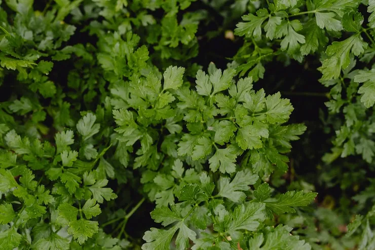 Horta Caseira: 5 Plantas para iniciantes cultivar e economizar dinheiro 18 Plantas para iniciantes: Salsinha fresca em horta caseira