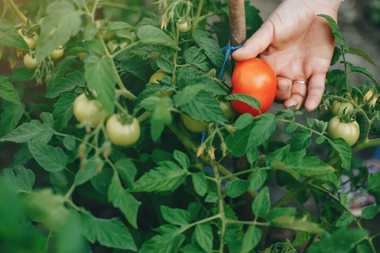 Horta Caseira: 5 Plantas para iniciantes cultivar e economizar dinheiro 15 Plantas para iniciantes: Tomates maduros em horta caseira