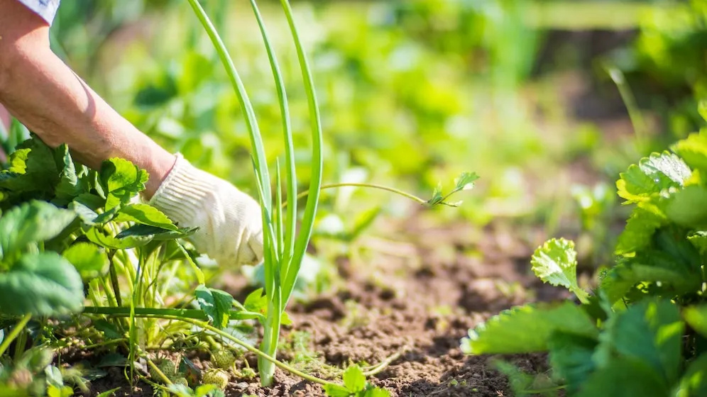 Horta Caseira: 6 melhores ferramentas básicas para começar 19 Pessoa manuseando cuidando da horta usando luva na mão.
