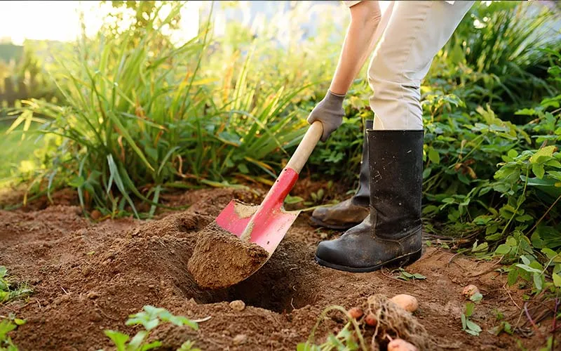 Horta Caseira: 6 melhores ferramentas básicas para começar 15 Horta Caseira: Pá de jardim para cavar e transplantar em horta caseira
